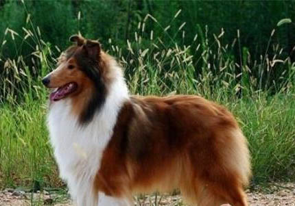 中亞牧羊犬和高加索犬哪個厲害