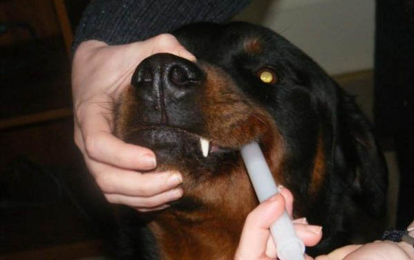 哈士奇幼犬要怎么驅蟲