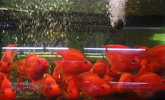 鸚鵡飼養(yǎng)時(shí)需要注意什么