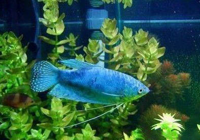 藍曼龍魚可以和七彩混養嗎