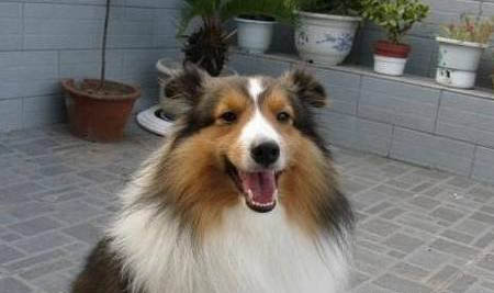 德國牧羊犬都有哪些品種
