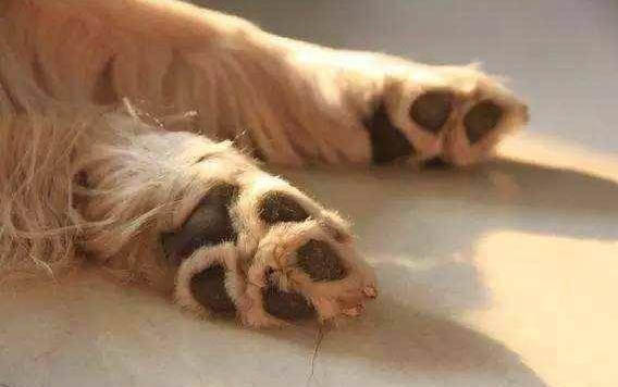 狗狗像哮喘一樣抽氣
