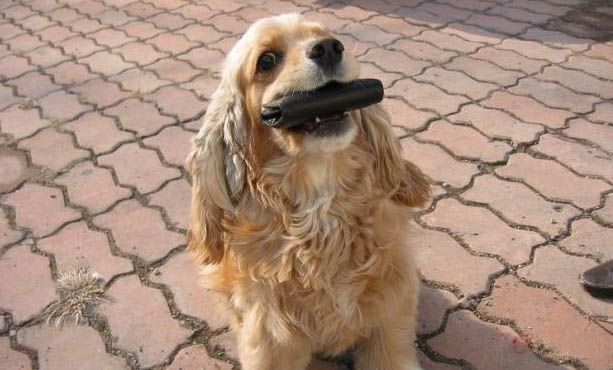 犬貓疫苗免疫失敗的原因及處理方法
