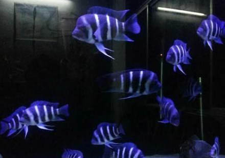 中國(guó)斗魚(yú)苗喂養(yǎng)需要注意什么