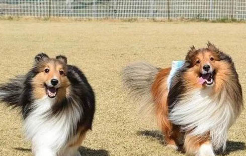波爾多犬與邊境牧羊犬哪個好