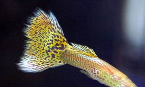 藍(lán)色精靈鳉魚好養(yǎng)嗎