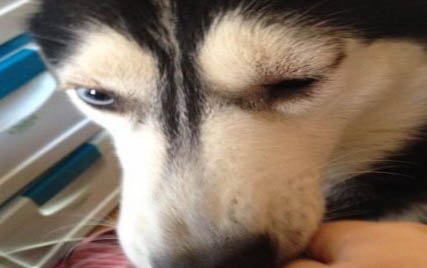 怎么辨認狗狗要驅蟲了?