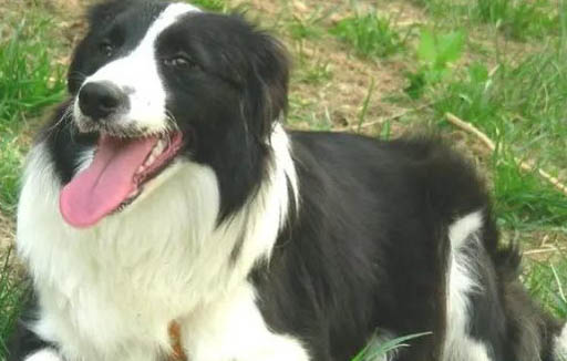 邊境牧羊犬嘔吐白沫的原因及處理方法