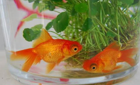 觀賞魚(yú)云眼的治療方法