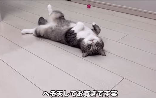 貓咪可以吃雞蛋嗎,剛出生半個月的貓咪吃什么