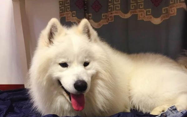 狗狗耳血腫癥狀