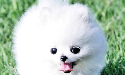 犬瘟康復(fù)后多久可以驅(qū)蟲
