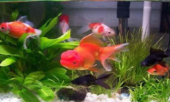 怎么讓魚缸水清澈透亮