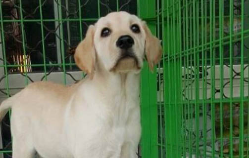 拉布拉多犬的價格大概多少錢一只
