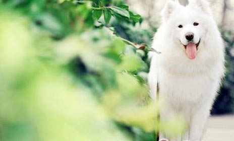 什么狗便宜又好養