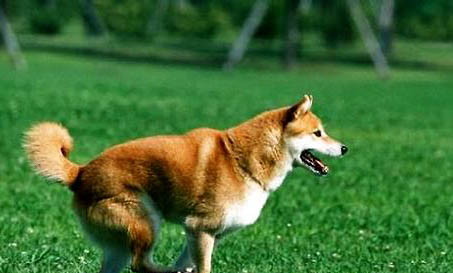 柴犬怎么訓(xùn)練大小便