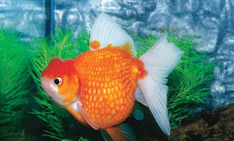 鉆石彩虹魚怎么養