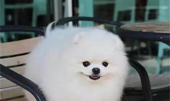 掉毛少的大型犬有哪些