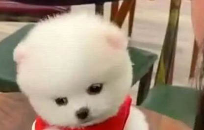 狗狗拉稀是什么原因及處理方法