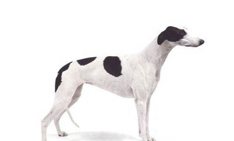幼年靈緹犬多少錢(qián)一只
