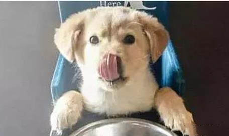 狗狗誤食蚊香了咋辦?