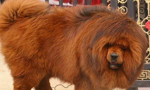 哪里有藏獒幼犬出售