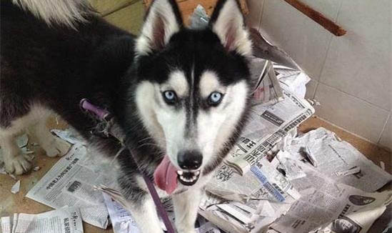 狗狗感染狂犬病有哪些表現