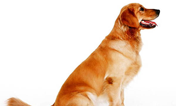 狗狗犬瘟的消毒多久