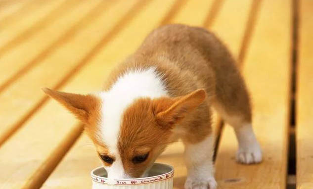 如何挑選健康的幼犬