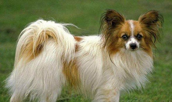 蝴蝶犬一只需要多少錢每個級別的價格都是有很大不同的!
