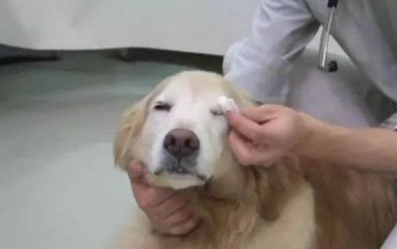 狗惡心嘔吐是咋回事兒