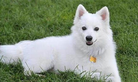 愛斯基摩犬口吐白沫的原因及處理方法