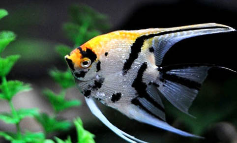 養(yǎng)什么魚需要增氧