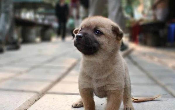 看家護院什么狗最好