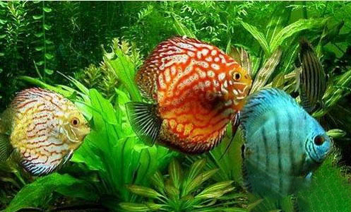 神仙魚能長多大