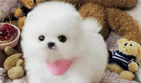 博美打完疫苗注意事項