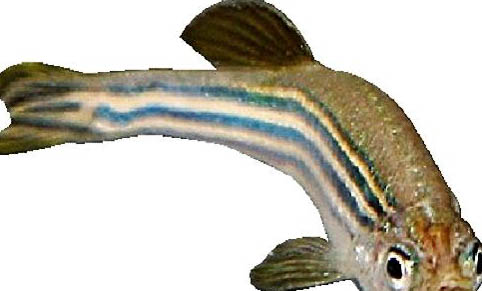 藍曼龍魚公母能一起養嗎