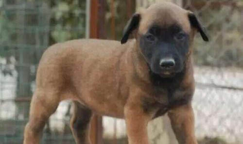 荷蘭牧羊犬和馬犬哪個好