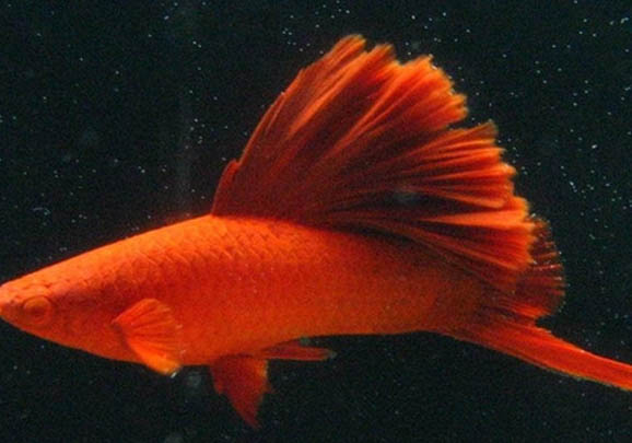釣魚鉤子線與主線的綁法