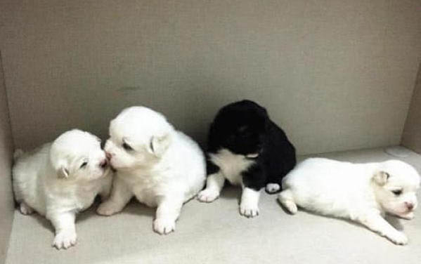 犬細小有哪些癥狀