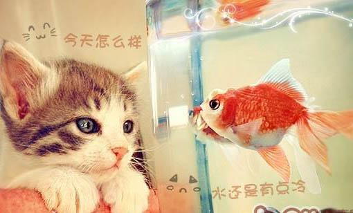 貓的眼睛會變嗎