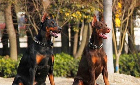犬瘟的簡單治療方法