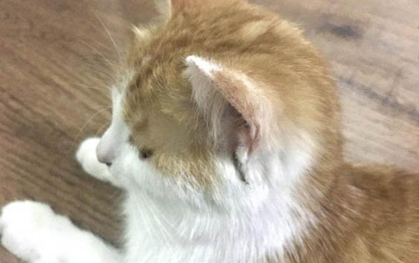 貓咪腸胃炎要禁水嗎