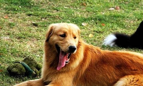 哪里有金毛幼犬賣