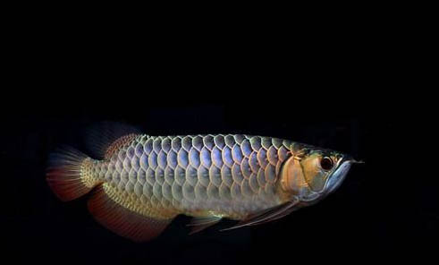 一畝魚塘能養(yǎng)多少斤魚