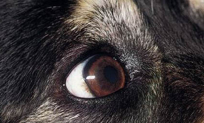 狗不出門為什么得犬瘟？