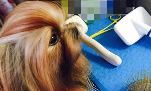寵物狗多久打一次狂犬疫苗