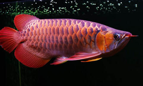 龍魚撞缸的原因及處理方法