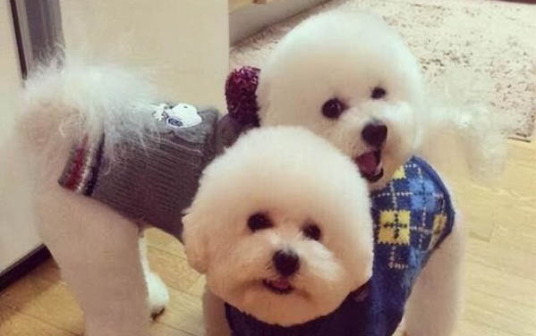 多大狗狗才可以洗澡
