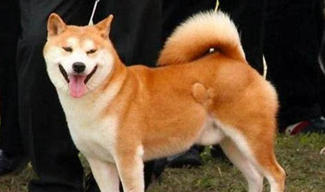日本秋田犬智商